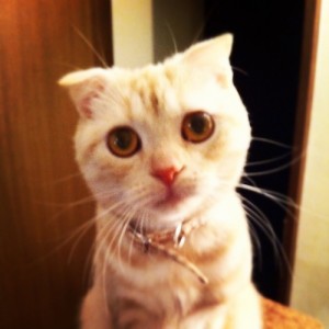 ぬこ
