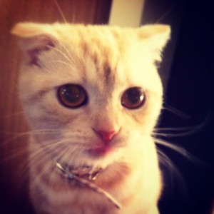 猫